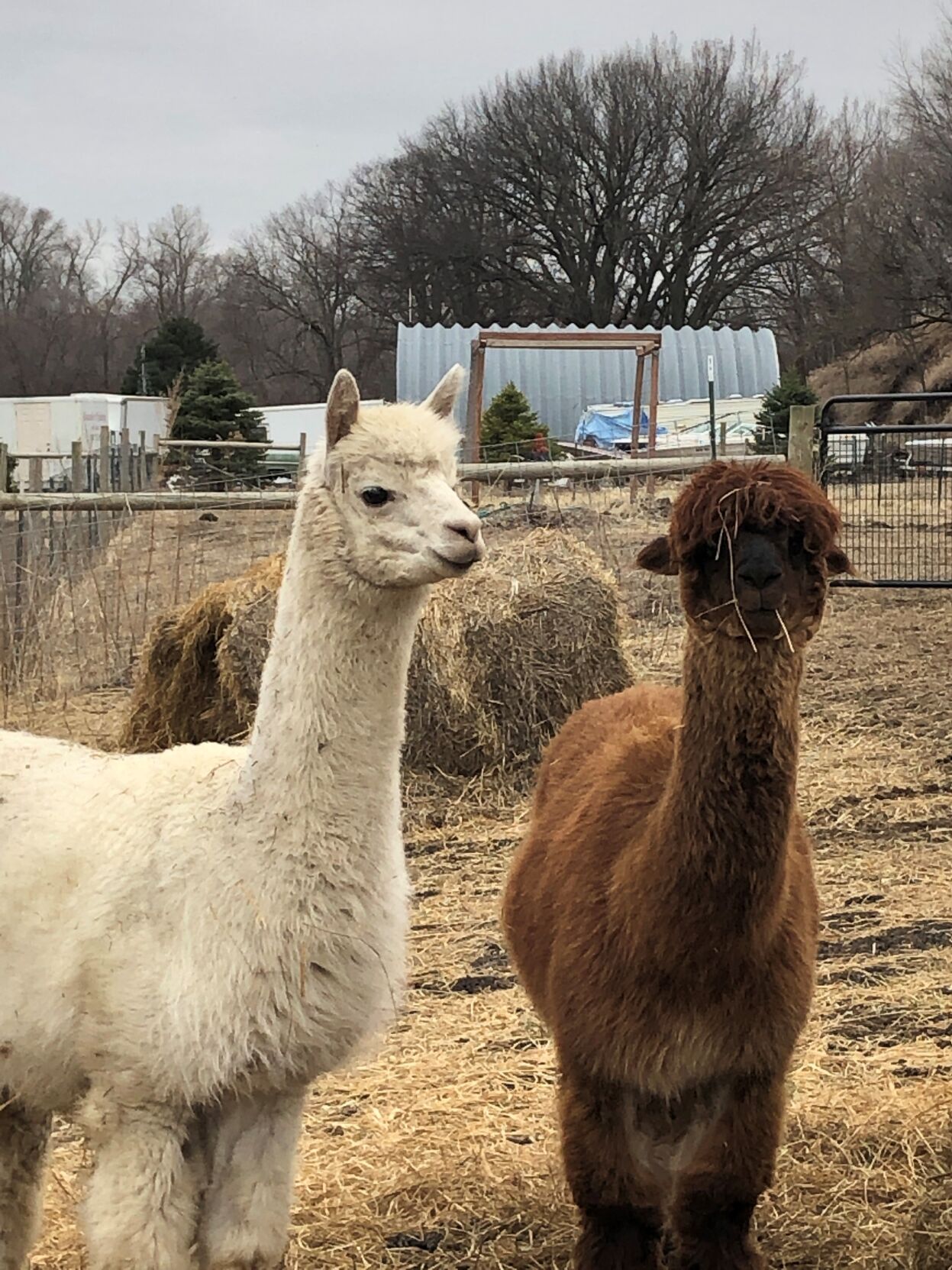 7 alpaca by melanie bonacci.jpg