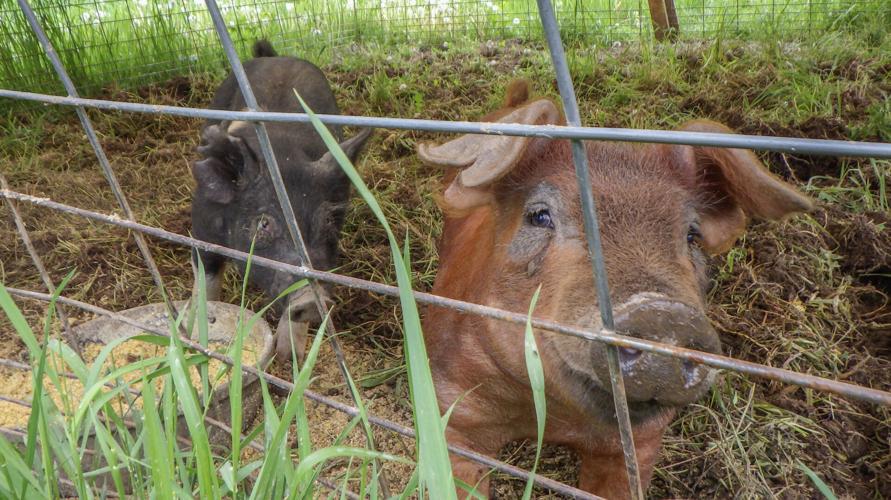 Pigs