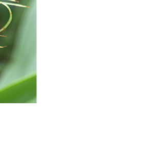 Northern corn rootworm