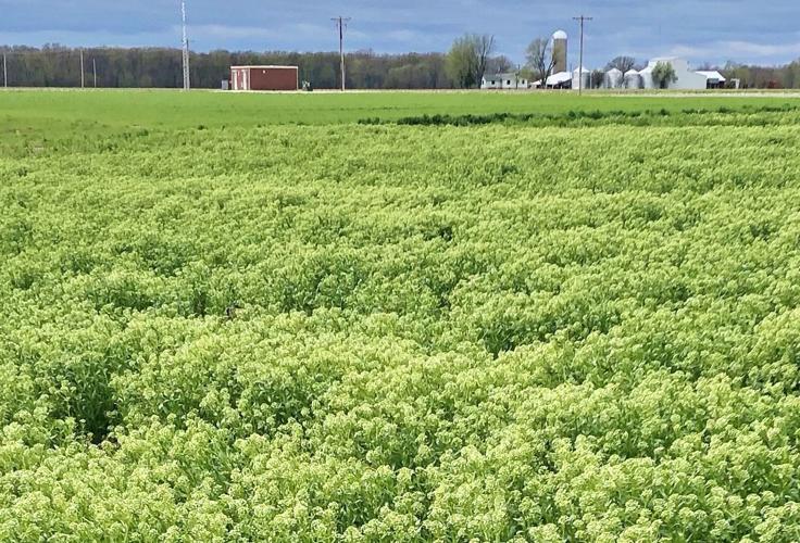CoverCress