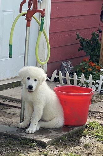 Angus puppy
