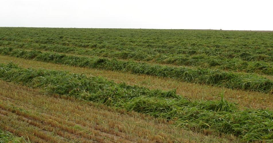 Swatch grazing could be alternative winter feeding strategy