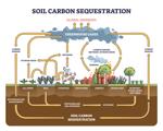 Soil carbon sequestration with greenhouse gases absorption outline diagram