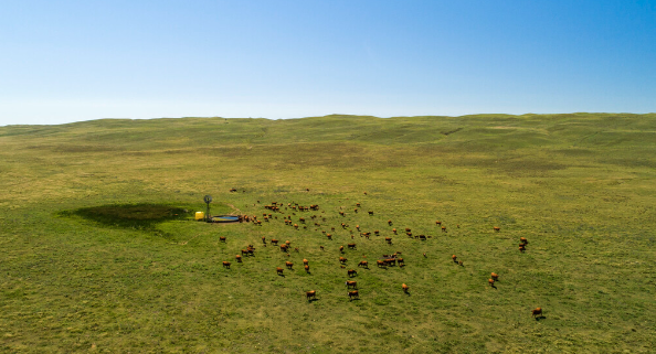Overhead view of cattle