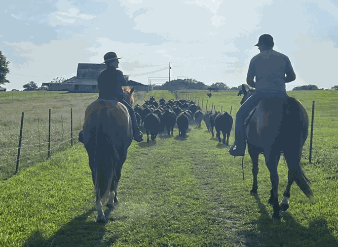 cattle drive