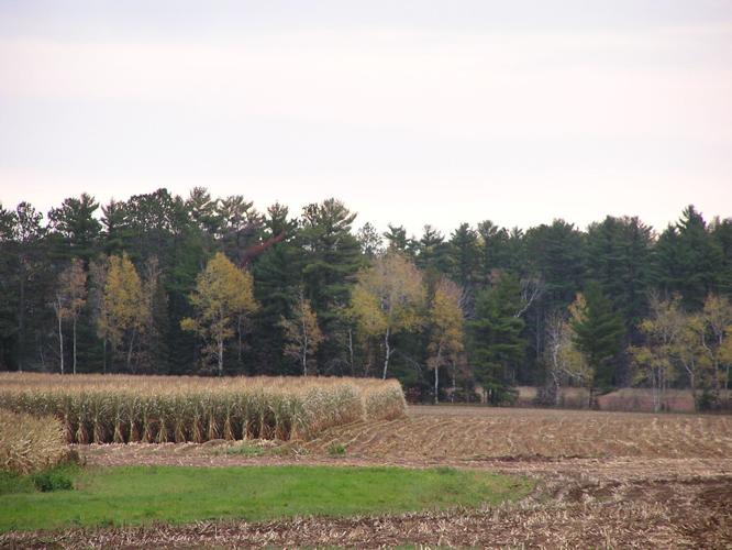Cornfield