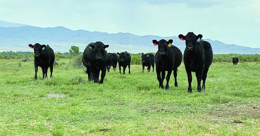 Cattle market