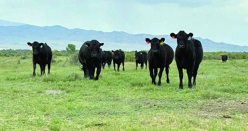 Cattle market