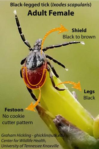 Deer tick