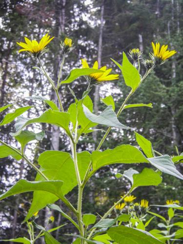 Sunchoke flowers