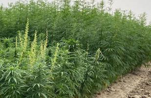 Hemp