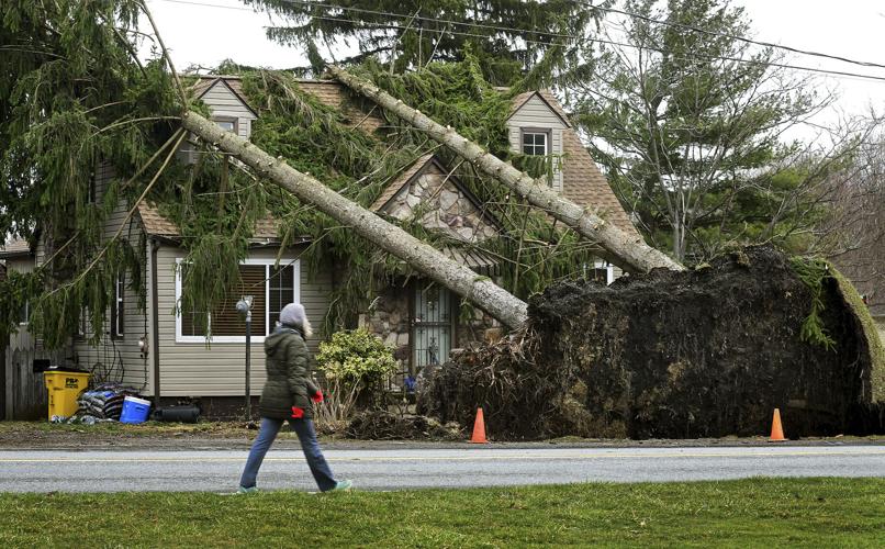 Downed trees