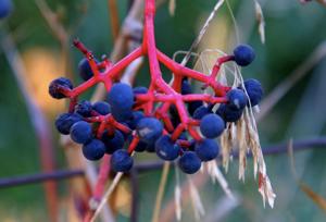 Virginia creeper