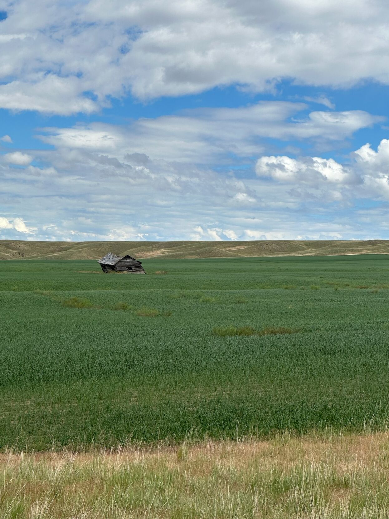 Wicks uses cover crop strategy for weed control