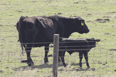 cow-calf