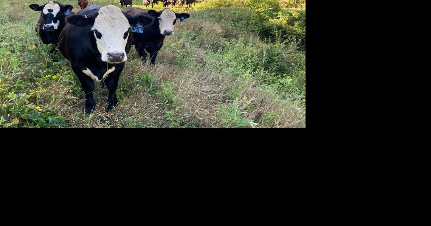 Look to grazing, haying season