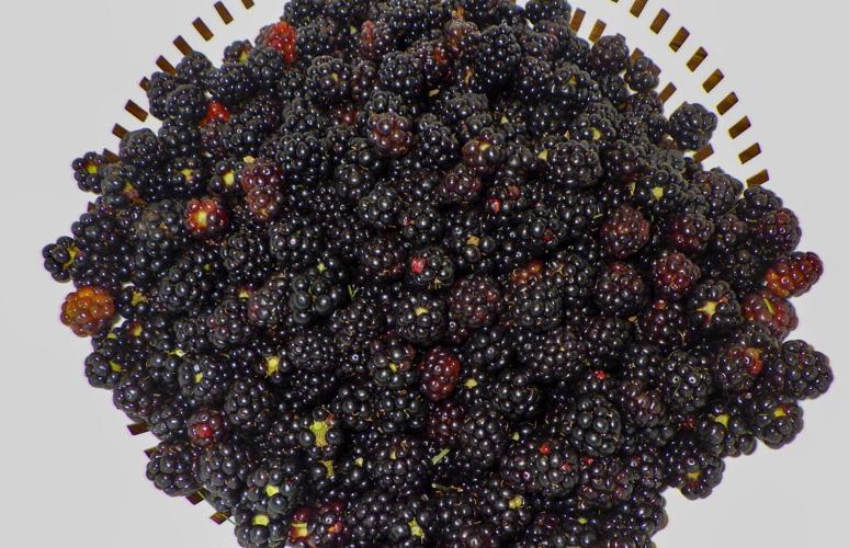Blackberries