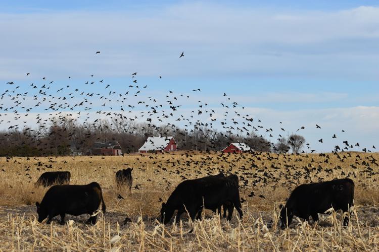 Soil Health (20).JPG