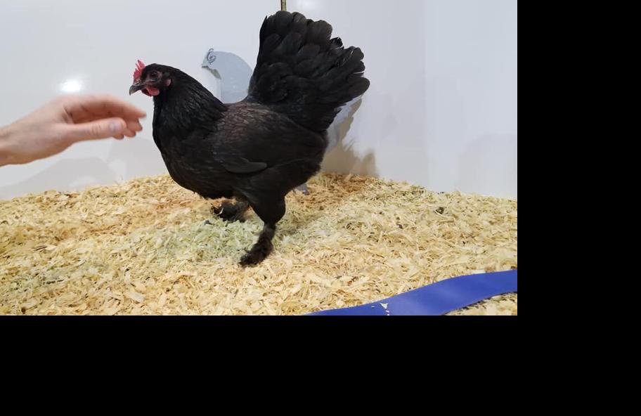 Chicken Breeds Langshans (5).jpg