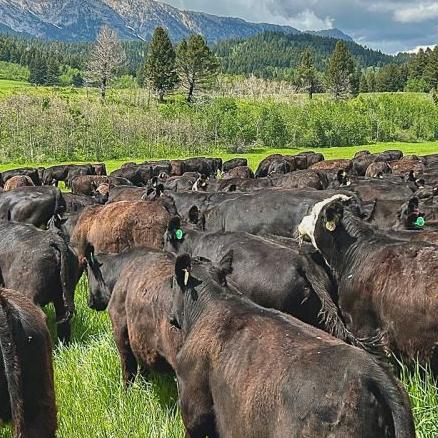 Cattle markets