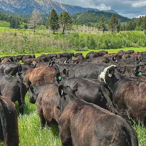 Cattle markets