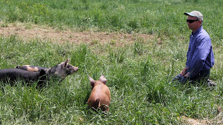 Arbuckle checks on his pigs