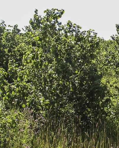Hazelnuts