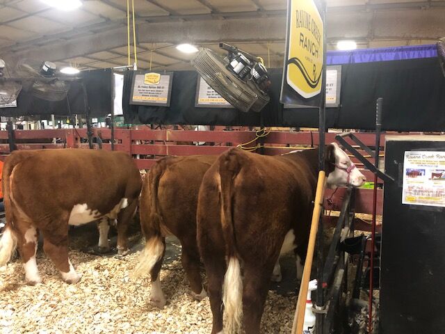 Bischoff state fair cattle
