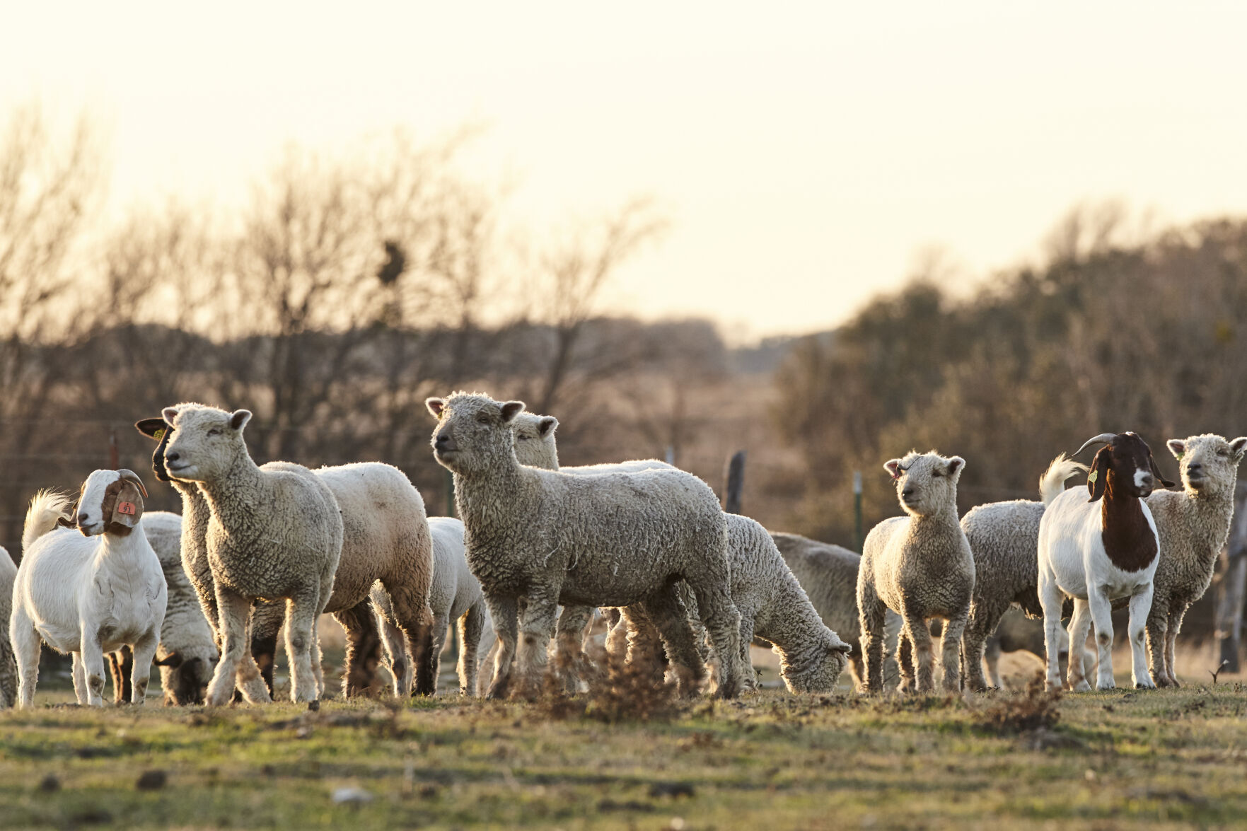 Diversify income with grazing