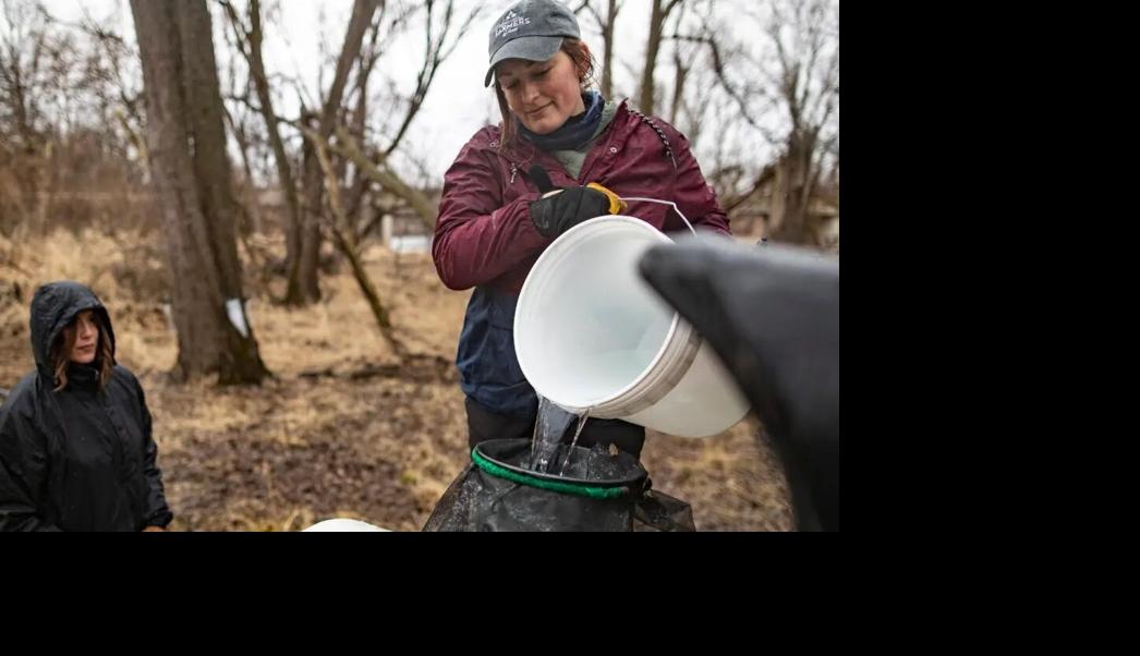 Dumping maple syrup