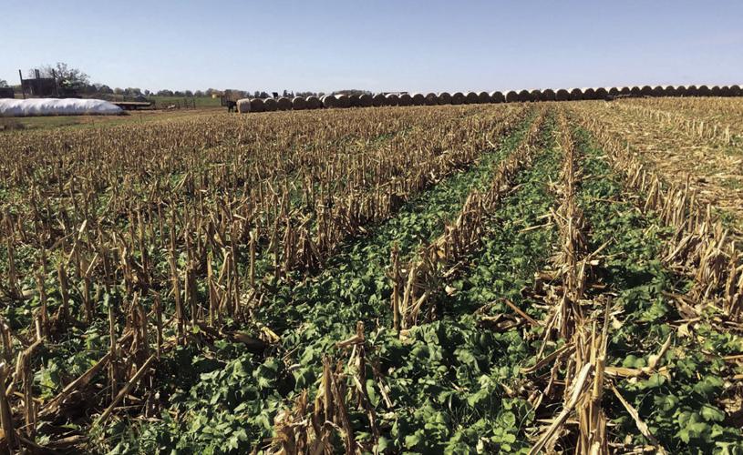 Cover crops