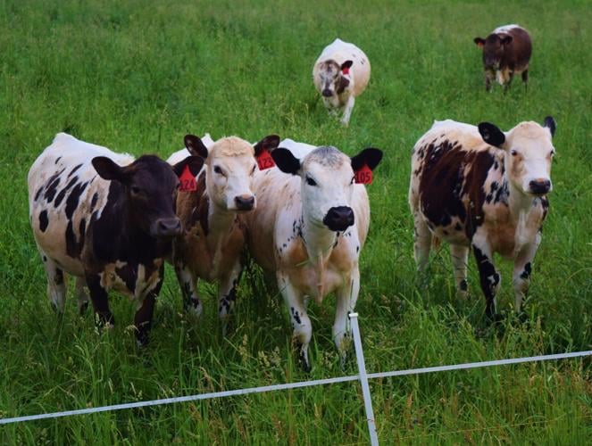 Cattle at Brattset farm