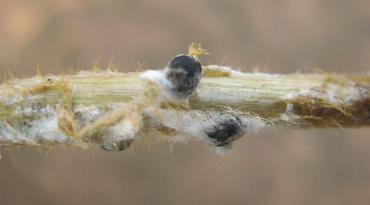 White mold sclerotia attacks a soybean stem.