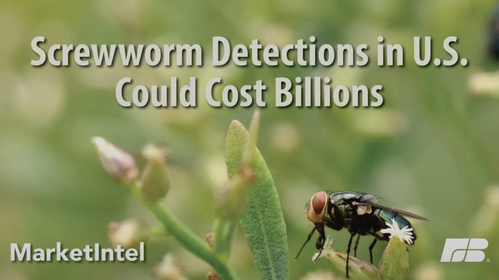 Screwworm