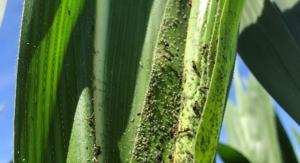 Corn leaf aphids