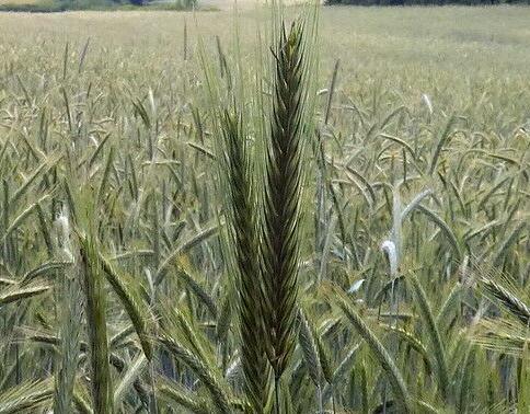 Cereal rye