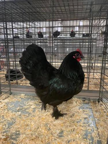 Chicken Breeds Langshans (6).jpg