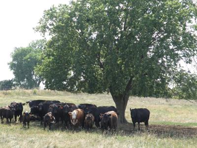 Cattle in shade