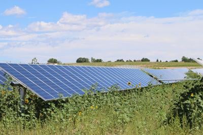 SunShare solar panels, sunflowers