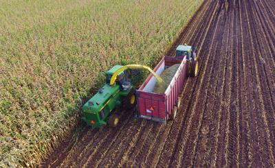 Chopping corn