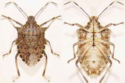 Brown Marmorated Stink Bug