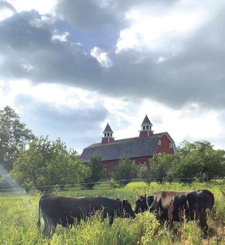 cows in front of barn