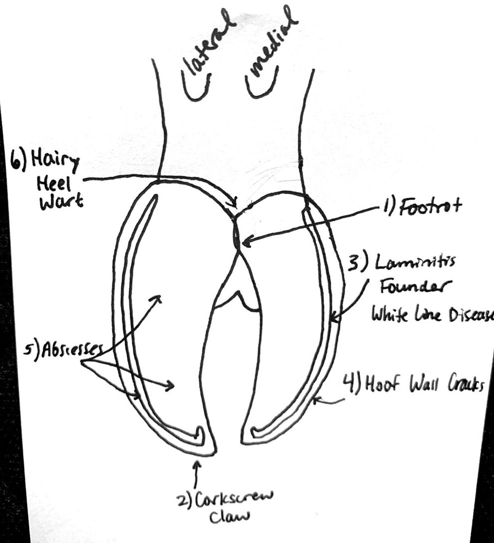 Vet Report Watch for feet problems in beef cattle