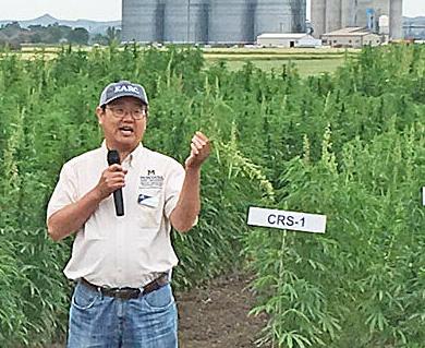 Hemp