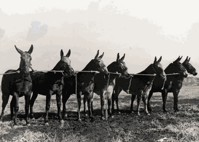 mules 1920s
