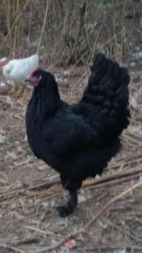 Chicken Breeds Langshans (7).jpg