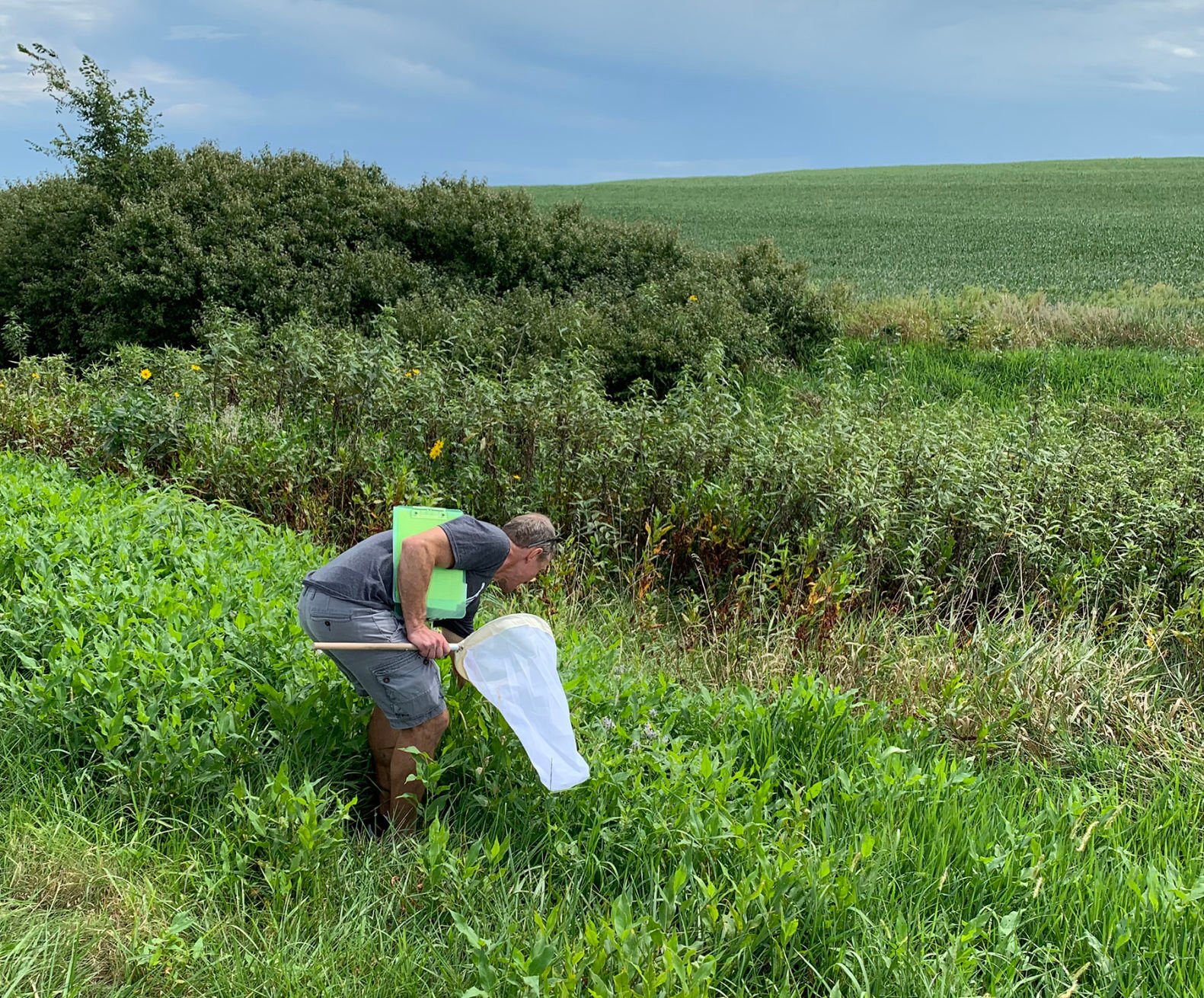 The Significance Of Shelterbelts | Crop | Agupdate.com