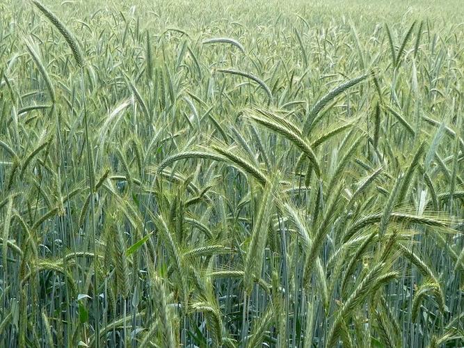 Field of cereal rye