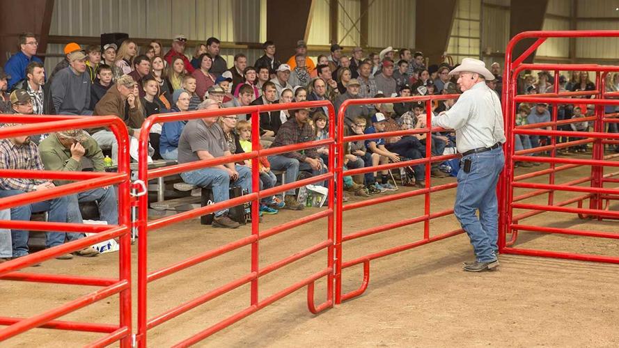 Ron Gill livestock handling demonstrations