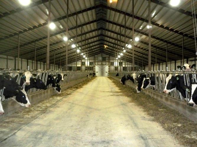 Cow comfort is key at Maple Creek Dairy II